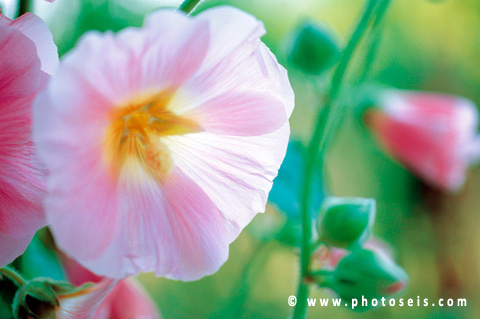 Sample Image 1