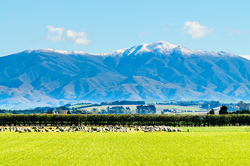 Beautiful Scenery in Rural New Zealand